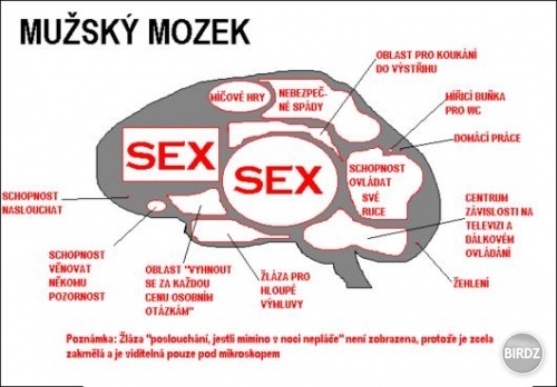 muzsky mozog