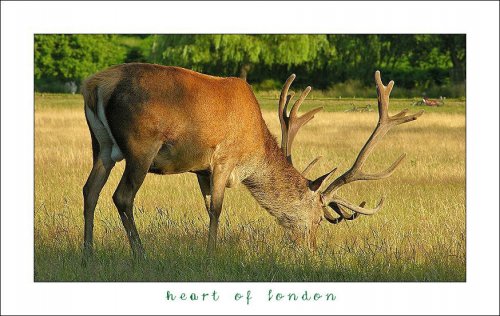 Heart of London