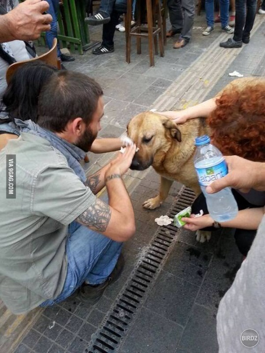 Helping a dog affected by teargas in Istanbul, Turkey.
^^^^^^