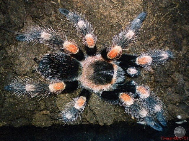 Brachypelma smithi :-*