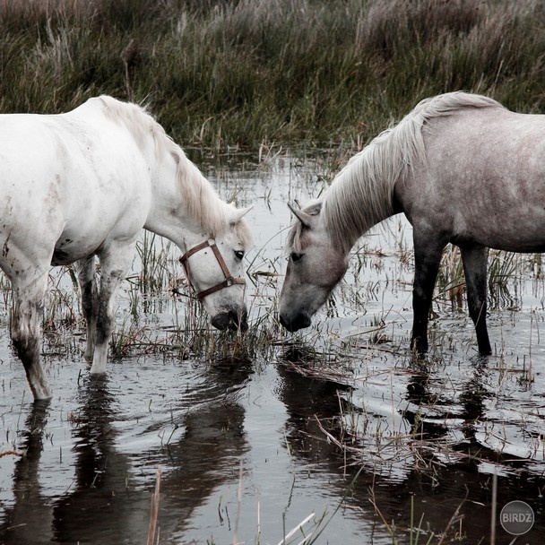 White Horses