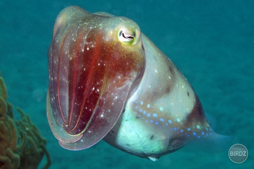 Cuttlefish