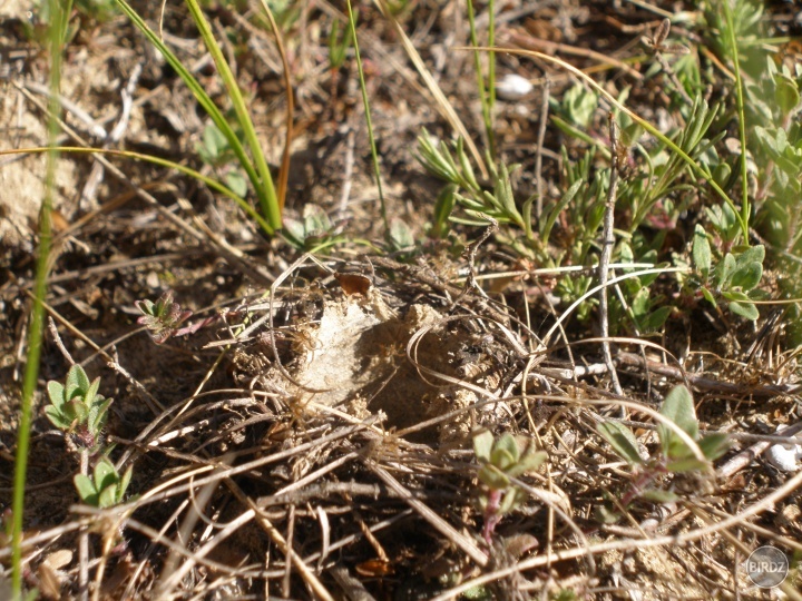 Jamka strehúňa škvrnitého (Lycosa singoriensis)