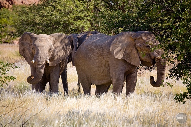 DAMARALAND - filmár a fotograf Miro Pokorný Vás pozýva na Foto Safari do najfotogenickejšej krajiny sveta - viac info na: http://www.offroadtours.sk/fotosafari.html (Foto: Julo Nagy Namíbia/2008)