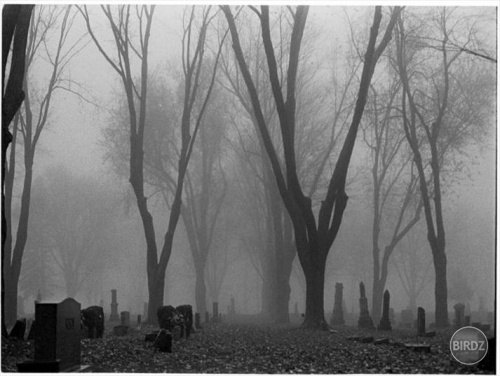 Only The Dead In The Mist...