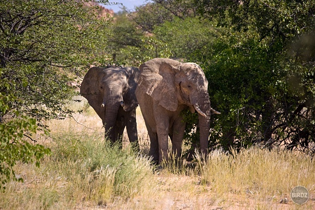 DAMARALAND - filmár a fotograf Miro Pokorný Vás pozýva na Foto Safari do najfotogenickejšej krajiny sveta - viac info na: http://www.offroadtours.sk/fotosafari.html (Foto: Julo Nagy Namíbia/2008)