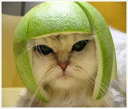 aj mačky potrebujú helmu!