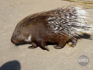 Vážený dikobraz - symbol našej zoo :-D