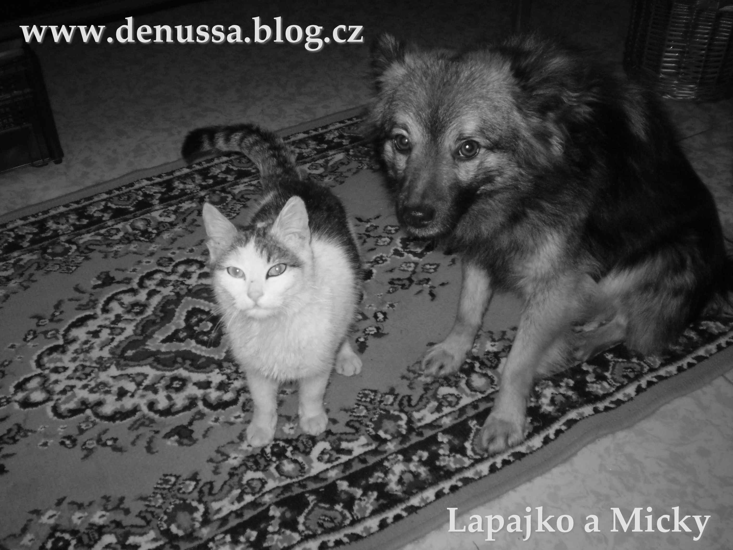 My animals :) Lapajkoo a Micka (už nie je medzi nami :( )