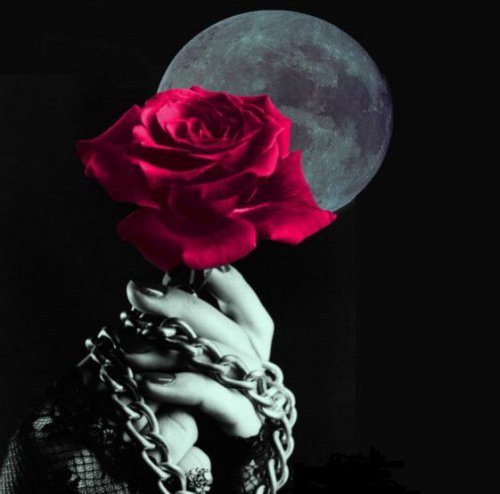 dark rose