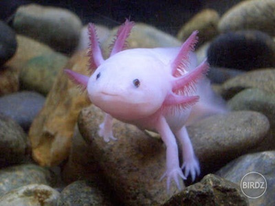 Axolotl