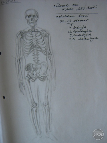 kostricka...vedeli ste ze clovek ma v tele 233 kosti?