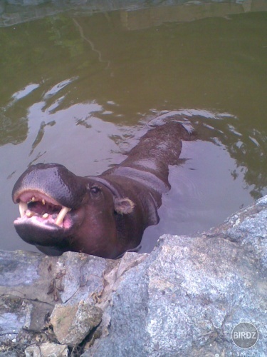 hrošík :D:D ZOO KE :P