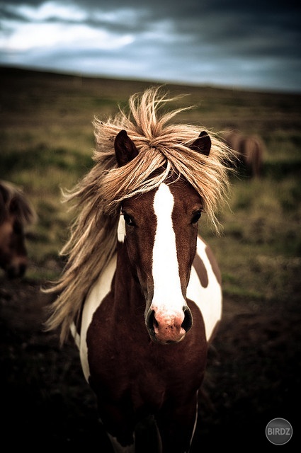 Paint horse sú proste úžasní :)