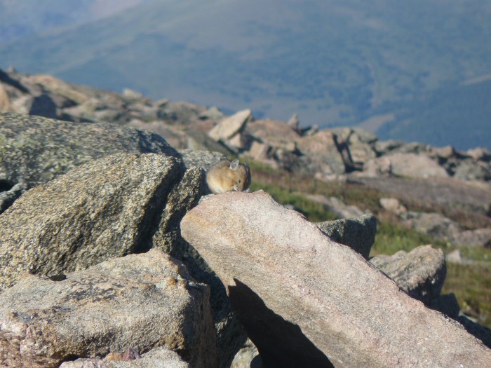 Zaujímavé zvieratko vyskytujúce sa v Severnej Amerike, Colorado- Pika