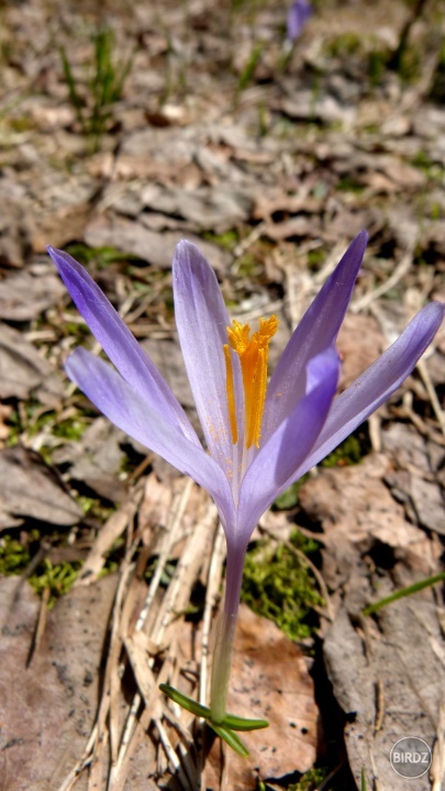 šafrán (crocus)