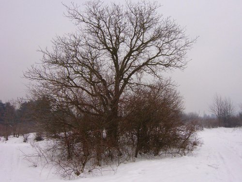 zima u nás na kopcoch