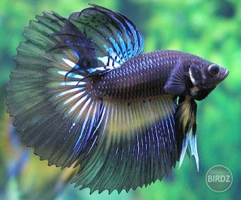 Siamese fighting fish