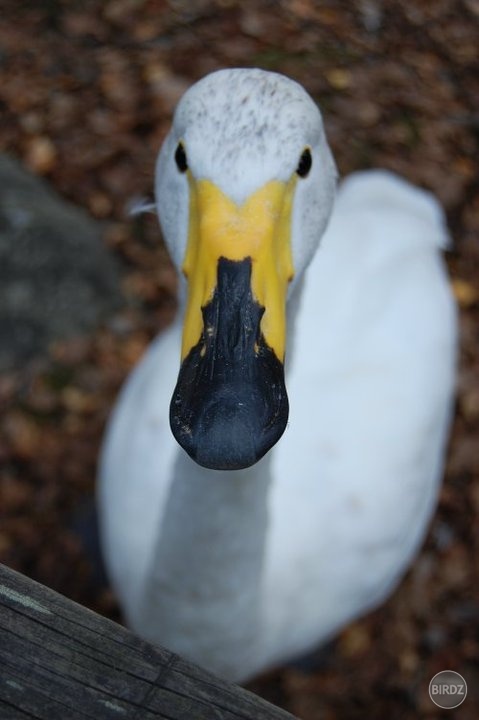 Laponsko ZOO