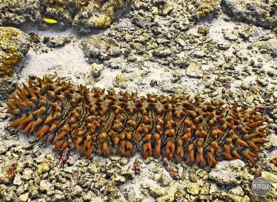 Sea cucumber