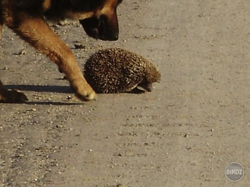 Ludiaa toto nemalo chybu!:) Tarzanko zbadal jezkaaa...:) jaqy boli mily..:D