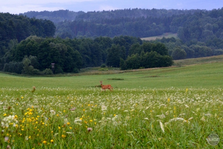 Obrázok