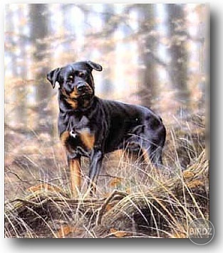 rottweiler_4

...!!vrrrr, rrrrrrr!!...