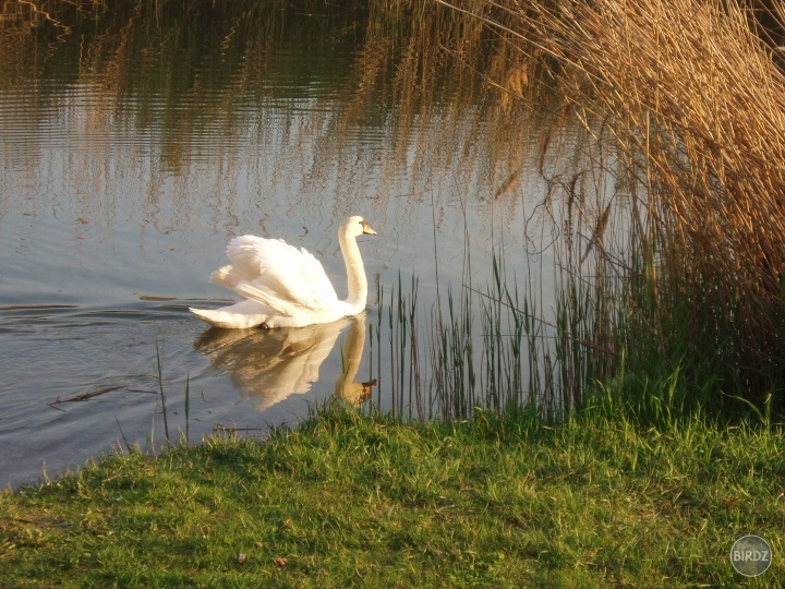 Obrázok