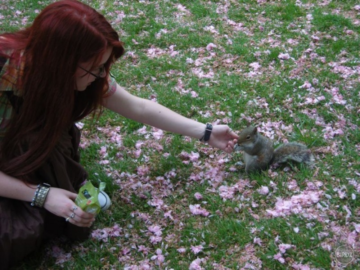 Hyde Park a kŕmenie veveričiek, Sárinkina slabosť.