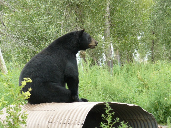 Medvedík v Bear World, Idaho :)