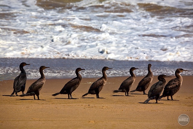 SANDWICH HARBOUR - filmár a fotograf Miro Pokorný Vás pozýva na Foto Safari do najfotogenickejšej krajiny sveta - viac info na: http://www.offroadtours.sk/fotosafari.html (Foto: Julo Nagy Namíbia/2008)