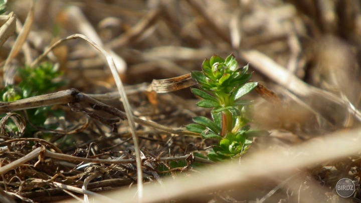 spring  - rise of the life...