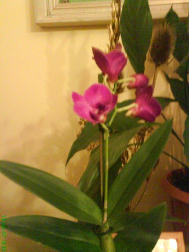 moja krááásna prekrááásna orchidea :)