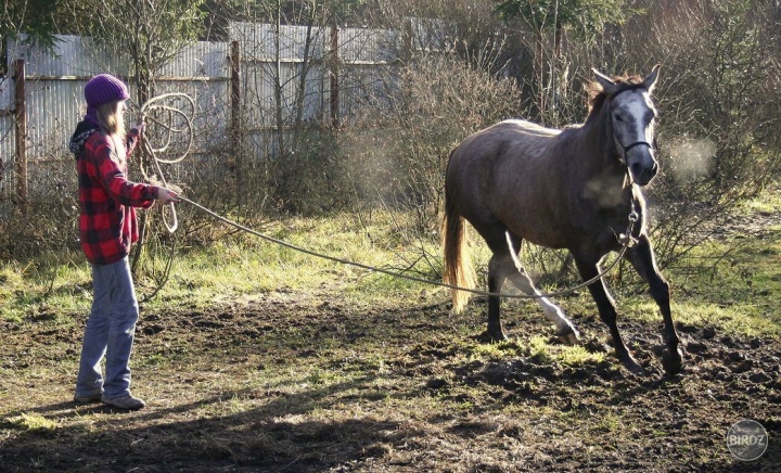 Podvolenie sa tlaku nie je o rezignácii. Je to otázka vyjadrenia vzájomného rešpektu. (Buck Brannaman)