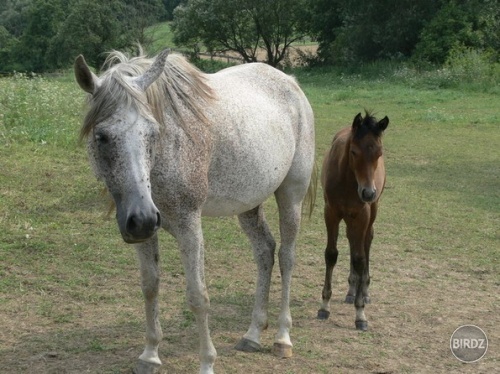 Obrázok