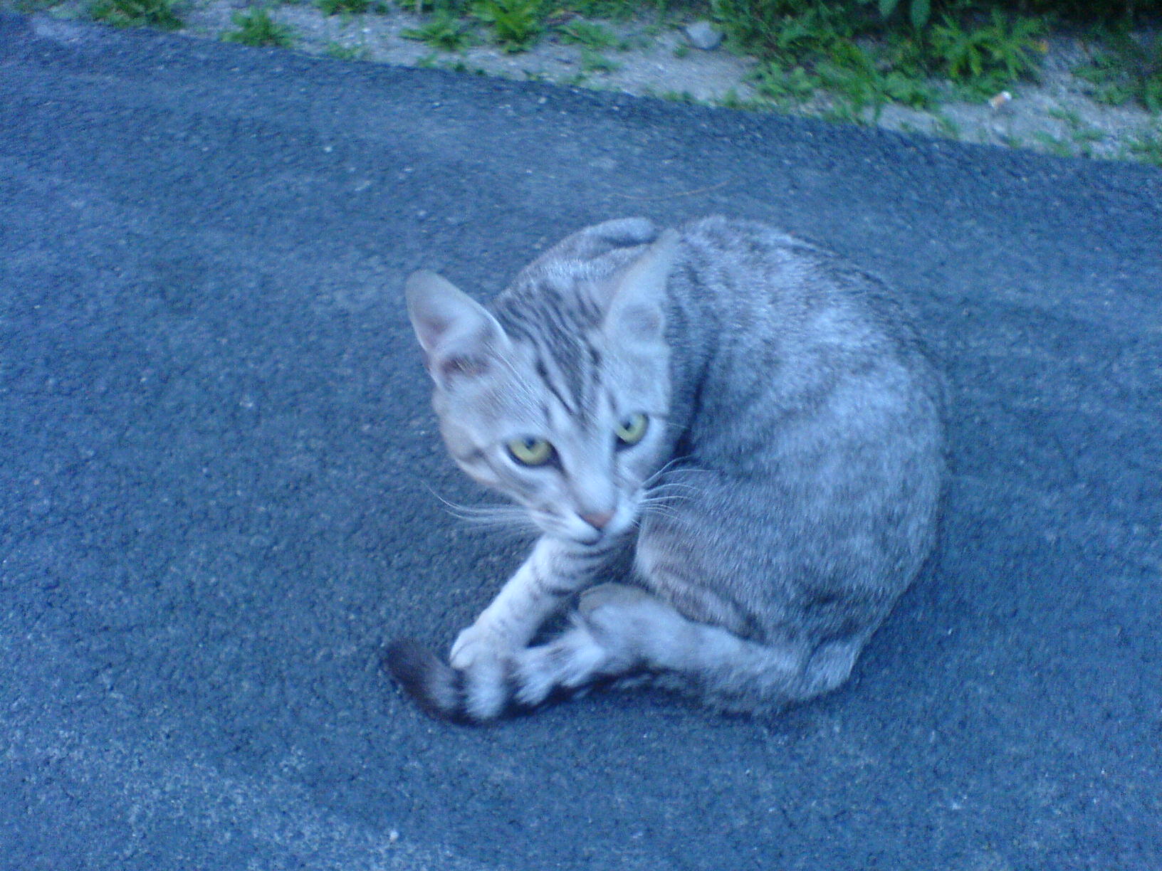 Toto bola najúžasnejšia mačka akú som kedy videl (Na domácu mačku veľmi veľká). Nečakane sa predomnou zjavila, keď som sa prechádzal popri ceste. Mala pohľad šelmy, ktorý doslova mrazil (stihol som ešte túto fotku)