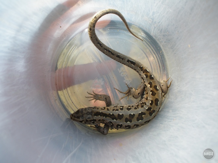 Jašterica krátkohlavá (Lacerta agilis) s kliešťom