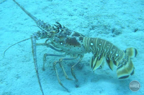 Crayfish