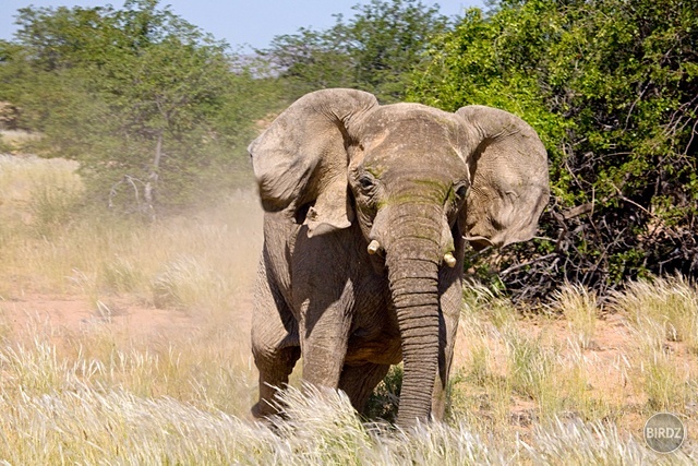 DAMARALAND - filmár a fotograf Miro Pokorný Vás pozýva na Foto Safari do najfotogenickejšej krajiny sveta - viac info na: http://www.offroadtours.sk/fotosafari.html (Foto: Julo Nagy Namíbia/2008)