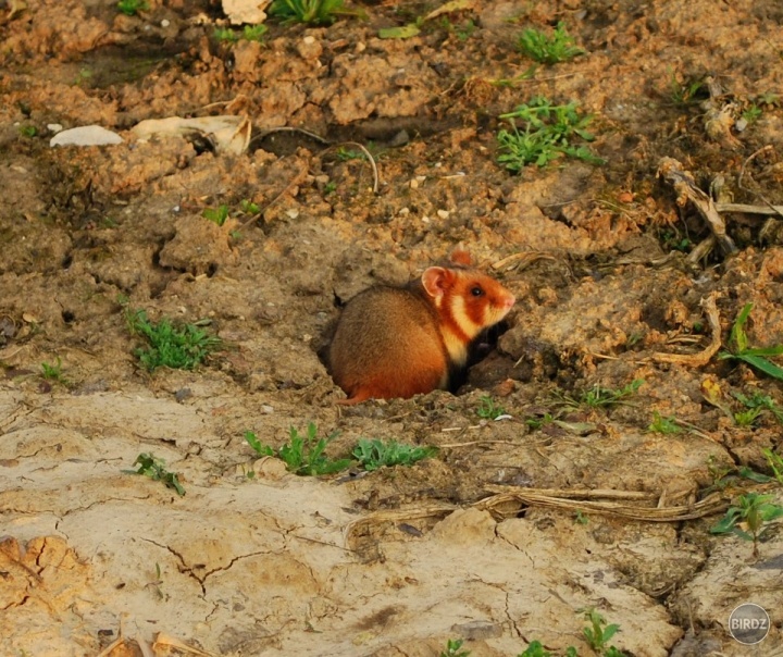 Tak som včera konečne objavila páchateľa, ktorý nám na záhrade kope diery :) 
Chrčok poľný (Cricetus cricetus) máš to zrátené, ešte dnes na teba nachystám živolovnú pascu :) 