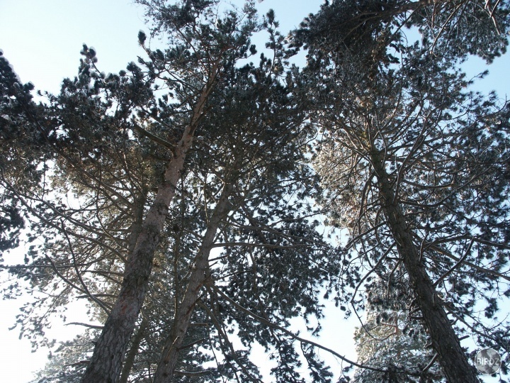 trees