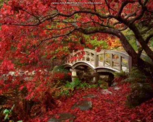 japanese garden