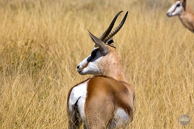 NP ETOSHA - filmár a fotograf Miro Pokorný Vás pozýva na Foto Safari do najfotogenickejšej krajiny sveta - viac info na: http://www.offroadtours.sk/fotosafari.html (Foto: Julo Nagy Namíbia/2008)