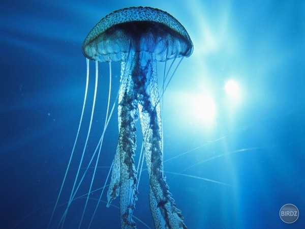 Electric jellyfish