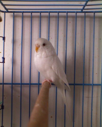 my budgerigar.......cize andulka..keby niekto nevedel