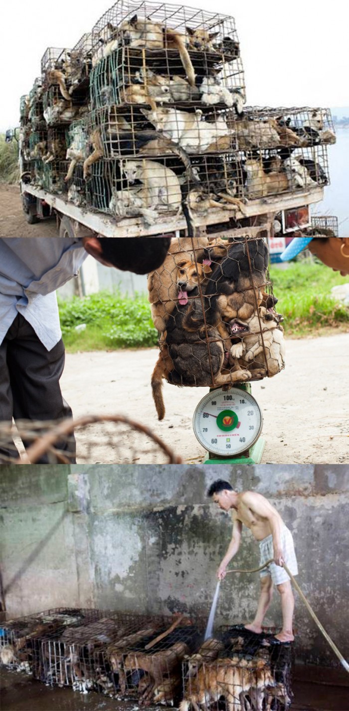 These dogs were most likely stolen and will be sold as food inThailand.