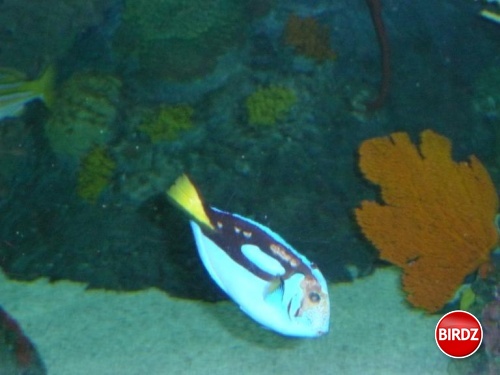 Dory osobne ...