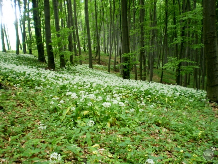 Les pokrytý medvedím cesnakom... mňamka =P