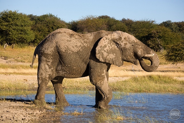 NP ETOSHA - filmár a fotograf Miro Pokorný Vás pozýva na Foto Safari do najfotogenickejšej krajiny sveta - viac info na: http://www.offroadtours.sk/fotosafari.html (Foto: Julo Nagy Namíbia/2008)