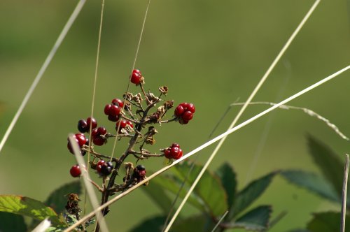 Kyselá bobula